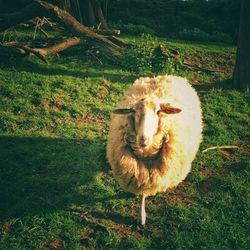 View of owl on field