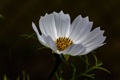 Close-up of white flower