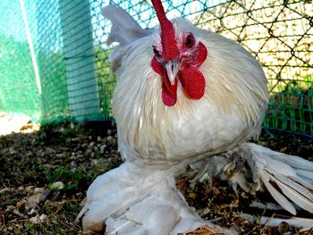 Close-up of rooster