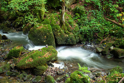 Scenic view of waterfall in forest