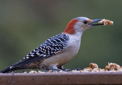Woodpecker on the deck chews on bread crumps