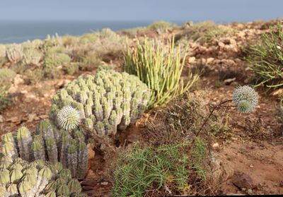 Close-up of succulent plant on field