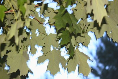 Low angle view of maple leaves on tree