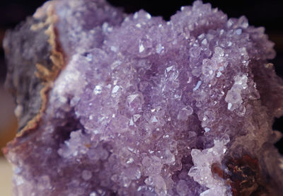 Close-up of purple flower on rock