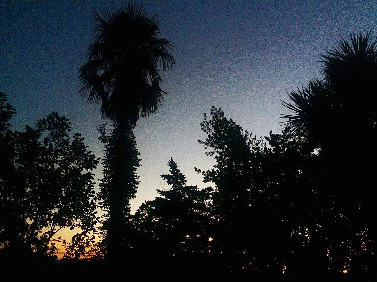 tree, silhouette, palm tree, low angle view, growth, beauty in nature, tree trunk, nature, sky, tranquility, no people, scenics, sunset, outdoors, clear sky, day