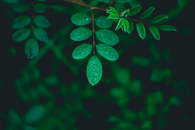 Close-up of raindrops on leaves