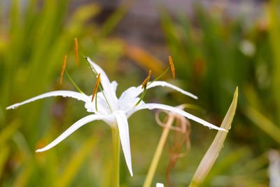 Close-up of flowering plant on field