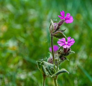 Close-up of pink flowering plant