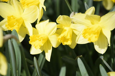 Close-up of yellow flowering plant