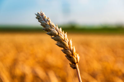 Close-up of stalks in field