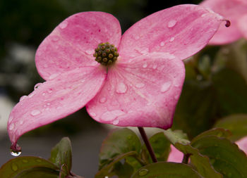 Close-up of wet pink flower blooming outdoors