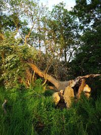 View of tree trunk in forest