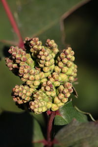 Close-up of berries on plant