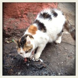 Cat looking away