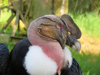 Close-up of bird