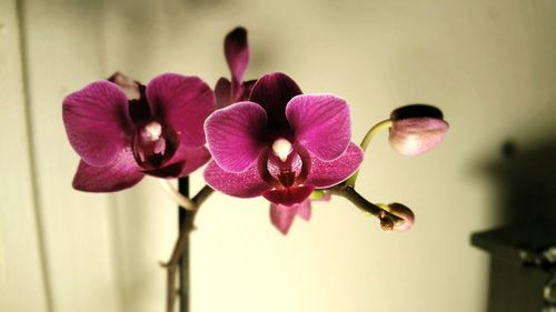 Close-up of purple flowers blooming outdoors