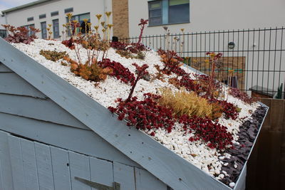 Close-up of plant growing by building in city