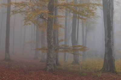 Autumn landscape of the foggy forest