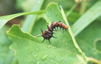 Close-up of insect on leaf