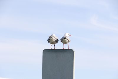 Low angle view of seagull perching on pole against sky