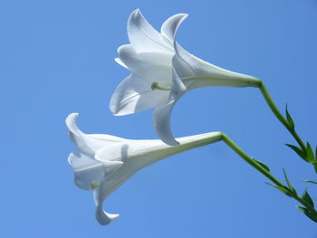 Low angle view of white flowering plant against clear blue sky