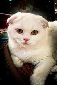 Close-up portrait of a cat