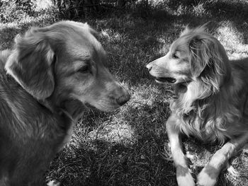 Close-up of dogs on field