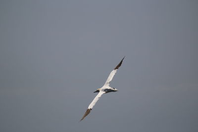 Low angle view of northern gannet flying in sky