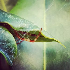 Close-up of insect on leaf