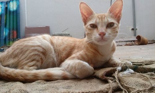 Portrait of ginger cat sitting