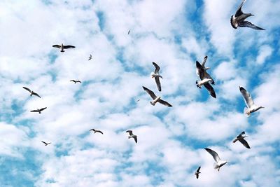 Low angle view of birds flying in sky