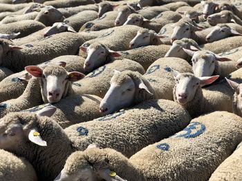 Flock of abruzzo