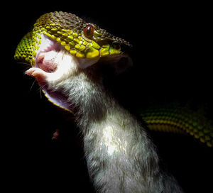Close-up of a lizard