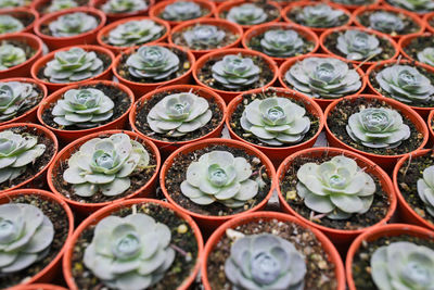 Full frame shot of succulent plants