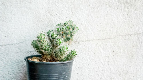 Close-up of cactus in pot against concrete wall 