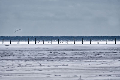 View of birds flying over beach
