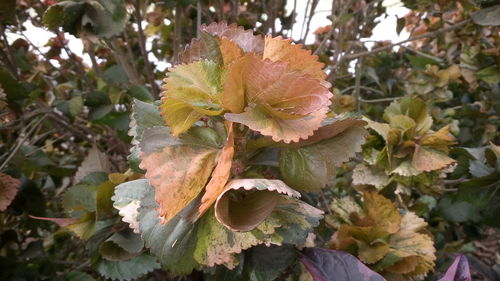 Close-up of leaves on tree