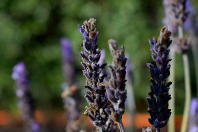 Close-up of lavender flowers