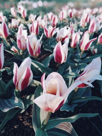 Close-up of pink tulips