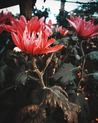 Close-up of red flowering plant