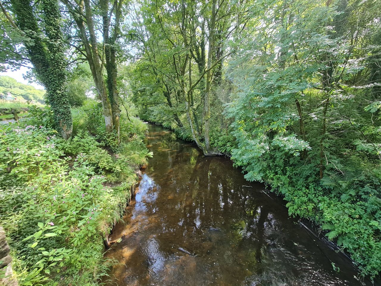 VIEW OF STREAM FLOWING THROUGH FOREST