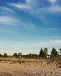 Trees on field against sky