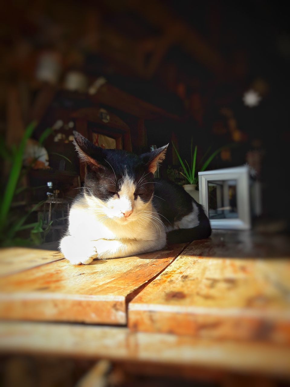 CLOSE-UP PORTRAIT OF A CAT