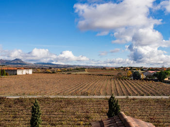 Scenic view of vineyard against sky