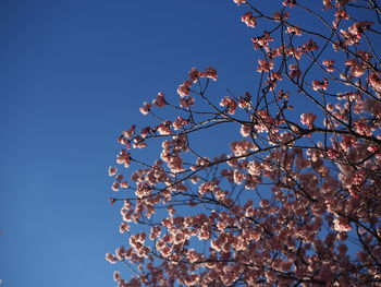 Low angle view of cherry blossoms against blue sky