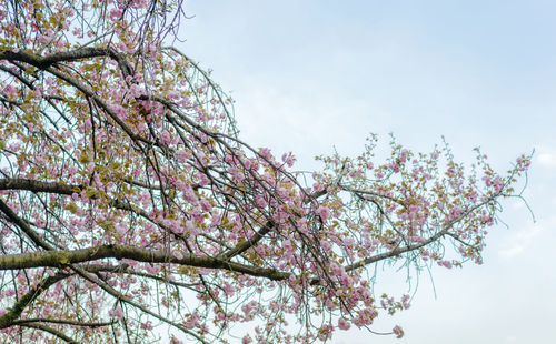 Low angle view of cherry blossom tree against sky