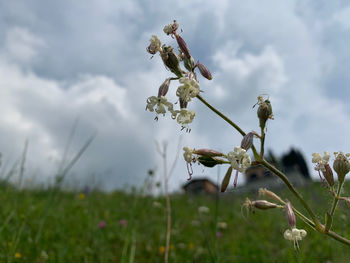 Close-up of flowering plant on field against sky