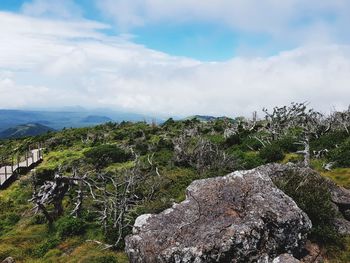 Plants growing on rocks against sky