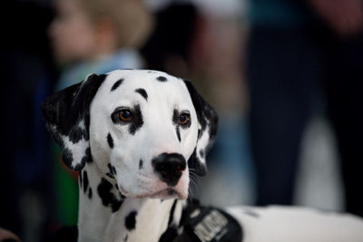 Close-up portrait of a dog