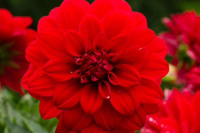 Macro shot of red flower